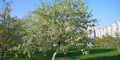 Zašto kruška ne cvjeta: šta učiniti